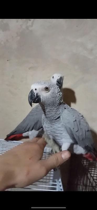 папугай говорящий: Попугай жако (серый африканский). Особенности: - Классический серый — 2