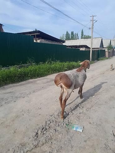 животные бараны: Продаю | Баран (самец) | Арашан | Для разведения | Матка — 3