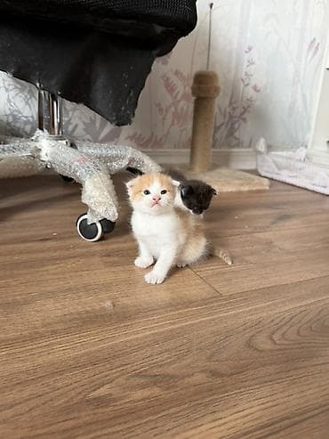 вислоухая кошка: 🐾 Шотландские вислоухие котята ищут любящий дом 🏡 Очаровательные — 4