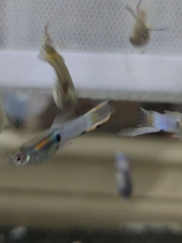 продажа кормов для сельскохозяйственных животных: Продаю гуппи подростки — 2