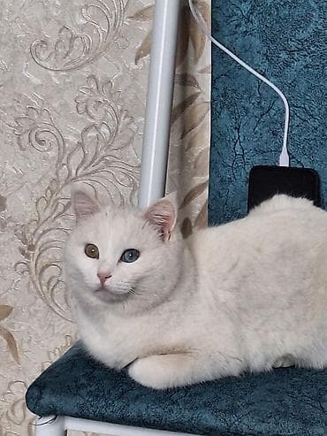 бенгальская кошка окрасы: Белоснежная домашняя кошка с разными глазами (гетерохромия: один — 5