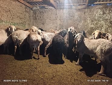 куры феникс: Продаю | Овца (самка) | Для разведения — 3