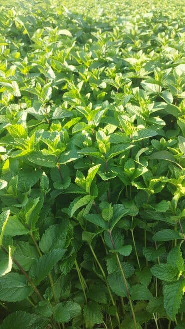 микра: Зелень и микрозелень, Мята — 7