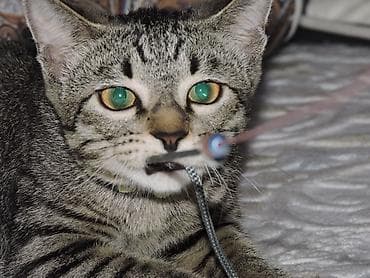 калифорния соолжан: 5 месяцев, Мальчик, Метис, Приучена к лотку, Проглистована — 3