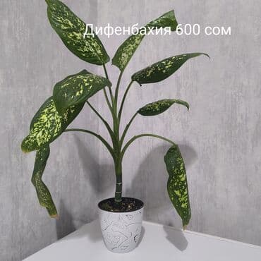 фруктовые корзины: Монстера Альба, традисканция зебрина,Дифенбахия, Сингониум — 5