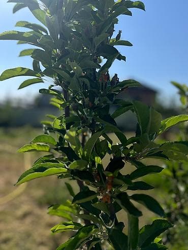 агентство недвижимости номер 1: Продается дом с участком на ул. Льва Толстого 1 Основные — 8