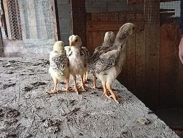 сиамская ориентальная кошка: Продаю | Куры | Бойцовая | Для разведения — 4