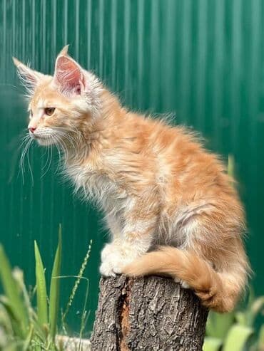 продам домик для кошки: Порода: мейн-кун (котёнок) Окрас: кремовый Тип шерсти: полудлинная — 2