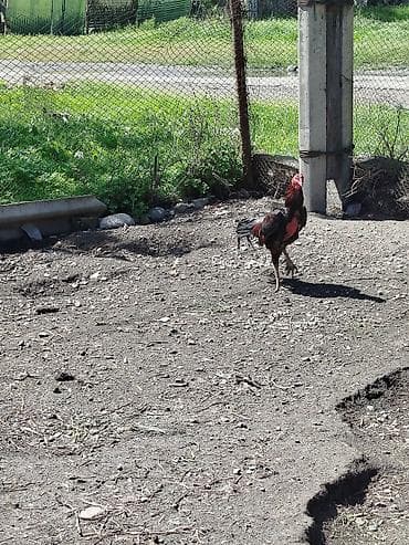 анти лай: Продаю | Петух | Бойцовая | Для разведения — 4