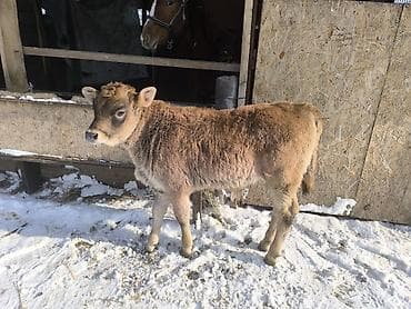 английский бульдог купить: Продаю | Бык (самец) | На откорм | Привязанные — 3