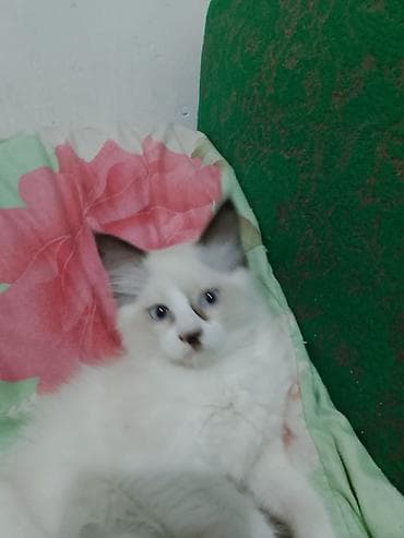 белый котенок: Рэгдолл, 2 месяца, Девочка, С прививками — 2