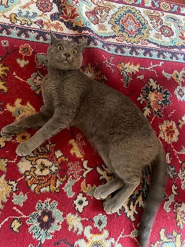 кошка породистые: Кошка даром: Беспородная, 1 год, Девочка, Кастрирована, Приучена к лотку — 8