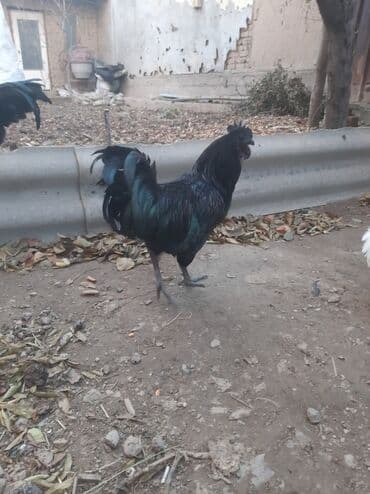 домик для животных: Ухейлу чистый петушок маладой толка начил пет 1ш прашу 1500сом брамо — 1