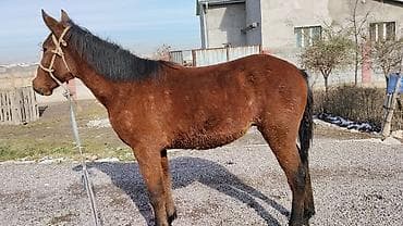 отдам охотничью собаку в хорошие руки: Продаю | Жеребенок | Рабочий — 2