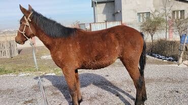 сколько стоит щенок хаски без документов: Продаю | Жеребец | Рабочий | Мерин — 2