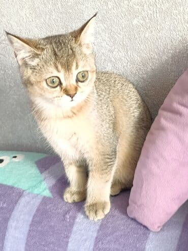 сухое молоко для животных: Скотиш Страйт (Шотландская прямоухая), 3 месяца, Девочка — 8