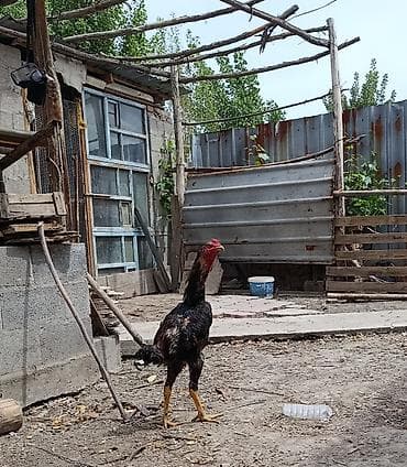 Птицы: На продаже Петух породы дакан хороших кровей — 3