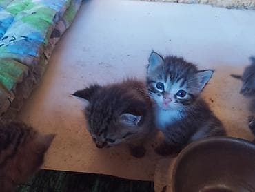Животные: Котята, короткошёрстные домашние, полосатые табби с белыми отметинами — 6