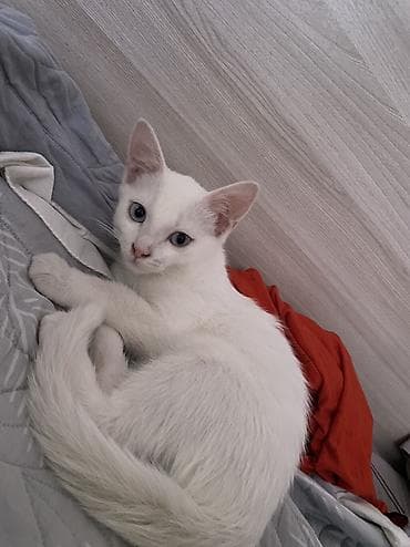 Мышыктар сатылат: 3 айлык, Ургаачы, Аргын, Лотокко барууга үйрөтүлгөн, Курттардан тазаланган — 3