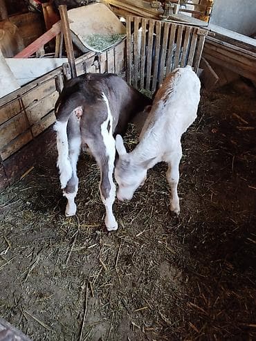 где можно купить кошку в бишкеке: Продаю | Бык (самец) | На откорм — 2