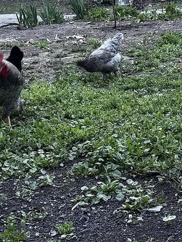 лоток для инкубатор: Продаю | Куры, Петух — 4