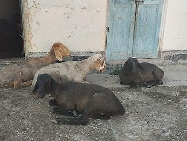 собака кане корсо: Продаю | Овца (самка) | Для разведения | Матка — 2