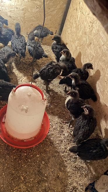 собаки долматинец: Продаю | Цыплята | Домашняя | Для разведения — 2