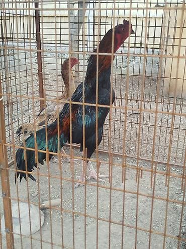 сетка для куры: Дакан короздор сатылат активный алмашу жолдору бар адрес Заря Тынчтык — 3