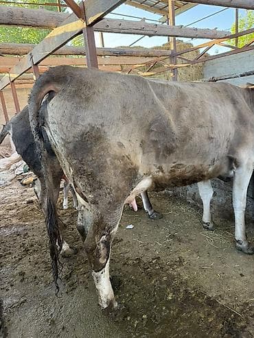 дом для животных: Продаю | Корова (самка) | Швицкая | Для молока | После отела — 4