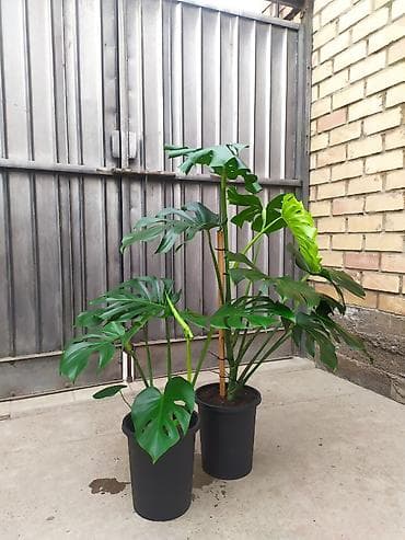 монстера цветы: Монстера deliciosa (швейцарский сырный лист) в пластиковом горшке - — 4