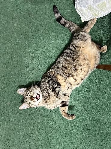 1 год, Девочка, Метис, Приучена к лотку, Проглистована