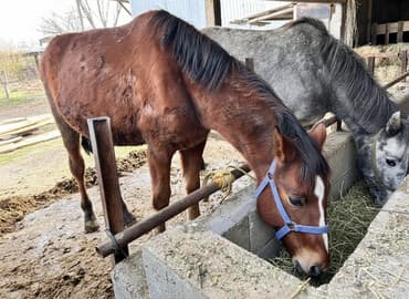 Собаки: Продаю | Кобыла (самка), Жеребенок | Рабочий — 1