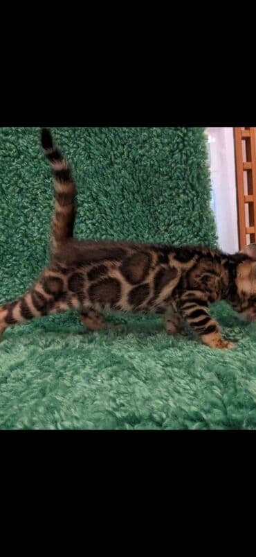 сколько стоит котенок британской золотой шиншиллы: Друзья. !!!.в питомнике Бен Гла Мур. долгожданные новые детки — 1