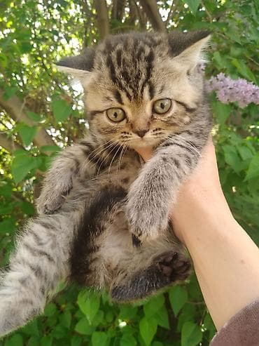 Котята скоттиш страйт, 2 девочки, к лотку приучены, едят все, 2