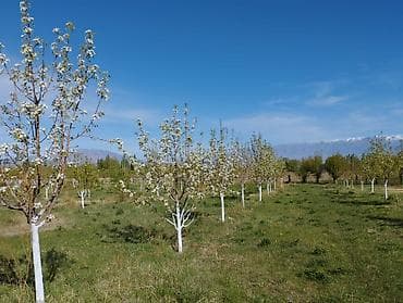 яблоневый сад: 4 соток, Для сельского хозяйства, Красная книга — 9