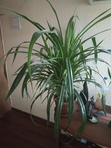 орхидеи в горшке купить с доставкой: Продаю шикарный цветок большого размера в большой дом,на дачу,в офис — 2