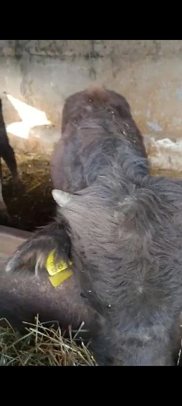 Ветеринар кызматы: Сатам | Музоо | Алатоолук | Көбөйтүү үчүн — 8