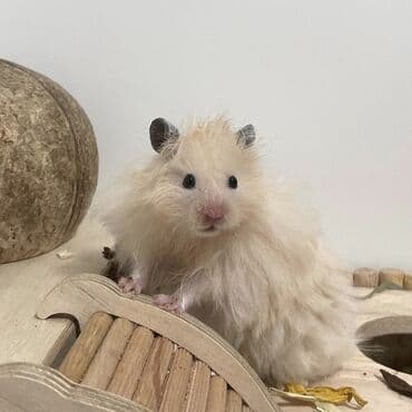 Кошки: Продаются хомячки джунгарские, сирийские, ангорские пушистые хомячки — 5