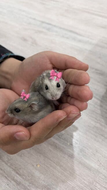 Грызуны: Две очаровательные Джунгарские девочки🎀, возраст 3 месяцев, ищут новый — 5