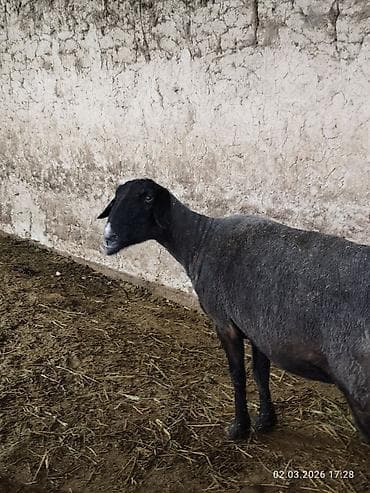 Үй жаныбарлары: Сатам | Ургаачы кой (ургаачы) | Көбөйтүү үчүн | Ургаачы — 6