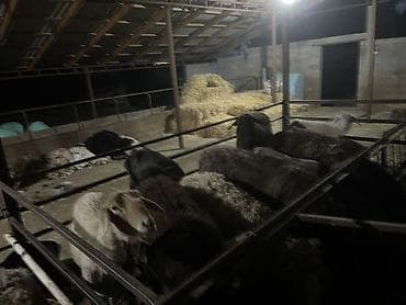 Продаю | Овца (самка) | Для разведения