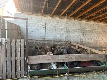 продажа гаражей: Крытый сельскохозяйственный комплекс/навес с хозпомещениями - — 7