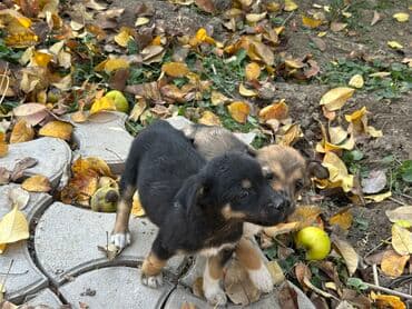 охотничий собак: Отдам бесплатно щенков, дворняжки, очень умные и игривые. Настоящие — 3