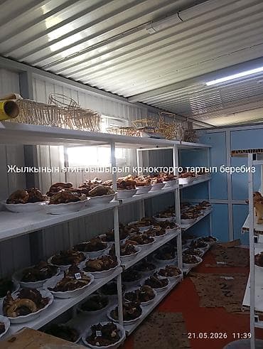 ящики бу: Продаю | Овца (самка), Ягненок, Баран (самец) — 2