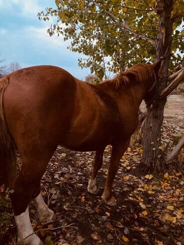 Мышыктар: Сатам | Тай | Көбөйтүү үчүн — 4