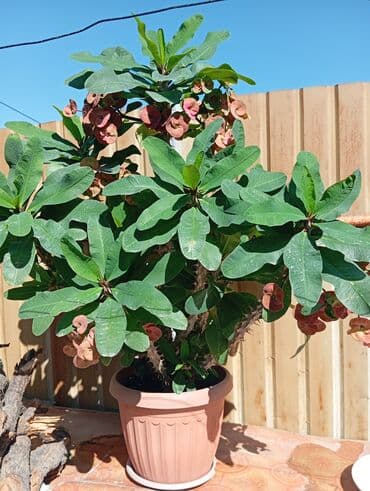 фикус для офиса: Комнатные растения в горшках: 1) Фикус эластика (каучуконосный, сорт — 3