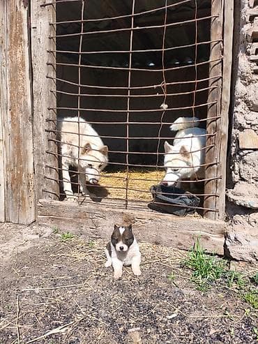 той терьер бишкек: Щенки лаек - Помёт от рабочих лаек, крепкая породная конституция — 2