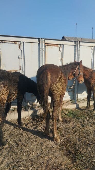 корм для домашних животных: Продаю | Кобыла (самка) | Для разведения — 4