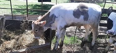 сколько стоит щенок золотистого ретривера: Продаю | Корова (самка) | Полукровка | Для молока | Искусственник — 5