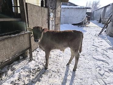 английский бульдог купить: Продаю | Бык (самец) | На откорм | Привязанные — 4